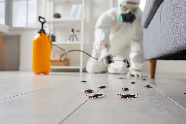 Commercial Kitchen Cockroach Control in Mill Bay